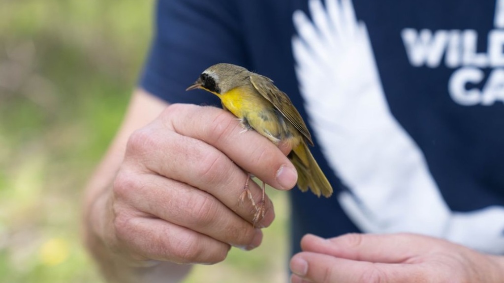 Late Spring Bird Banding promotional image